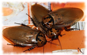 eublaberus distanti